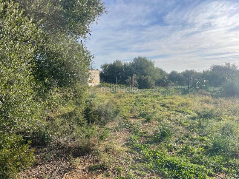 Foto e6c90c0c-8c6c-45f5-bbac-d2ece3712564. Propriété dans Llubí