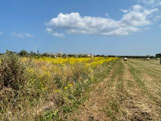 Terreny residencial a Sa Pobla. Finca rustica en venta en sa pobla