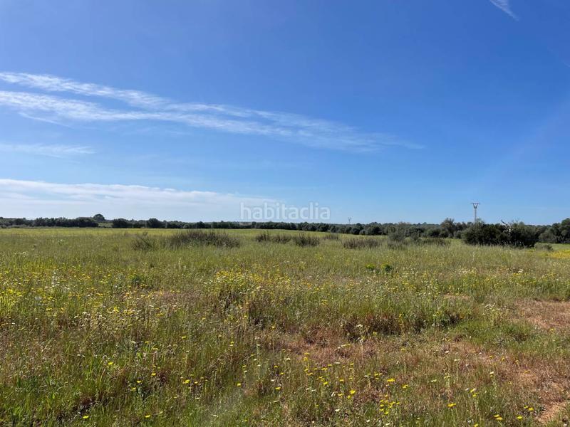 Foto 3c22f7f2-21b6-4743-a26b-c86358b5ddb3. Rural plot in Llucmajor interior Llucmajor