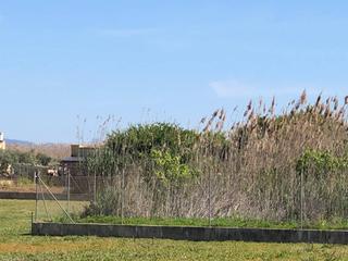 Finca rústica  Arrt sa pobla can picafort. Terreno rustico en sa pobla