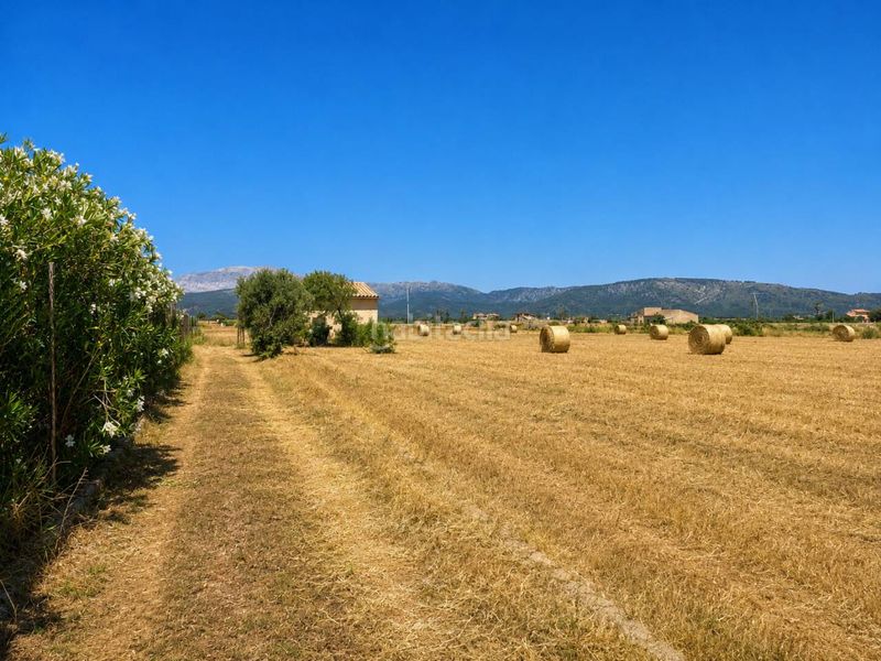 Foto fe136063-f2fe-454a-afcd-b7abdac1f427. Finca rústica a Sa Pobla