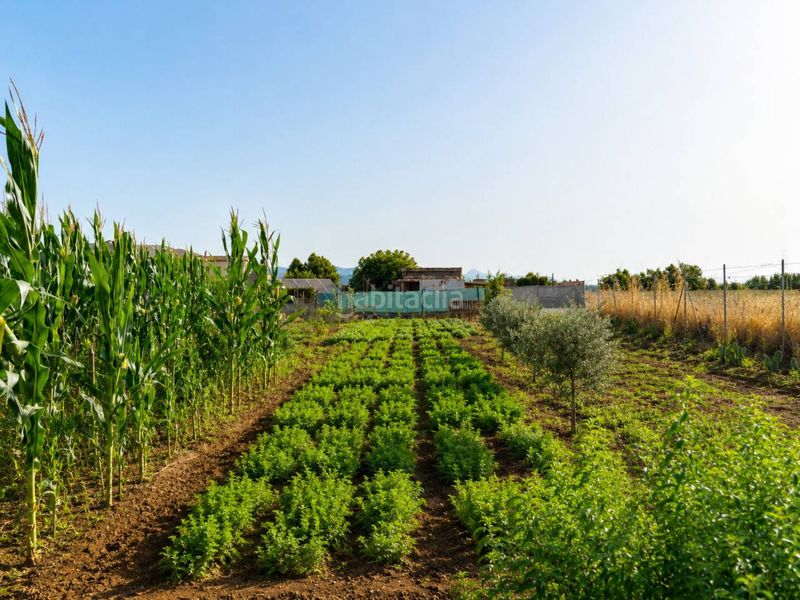 Foto b37d753f-e567-4cb2-adfb-99f32c46c9f6. Finca rústica a Sa Pobla