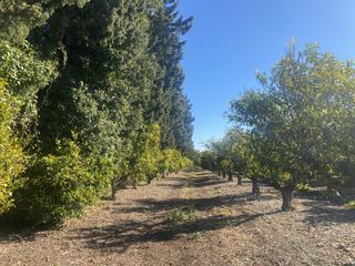 Masia  Pas de berenguer. Finca rúst. en venta en roquetes.