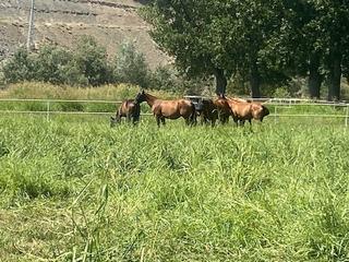 Casale in Vergel-Las Olivas
