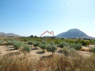 Finca rstica  Camino del fardacho. Terreno venta