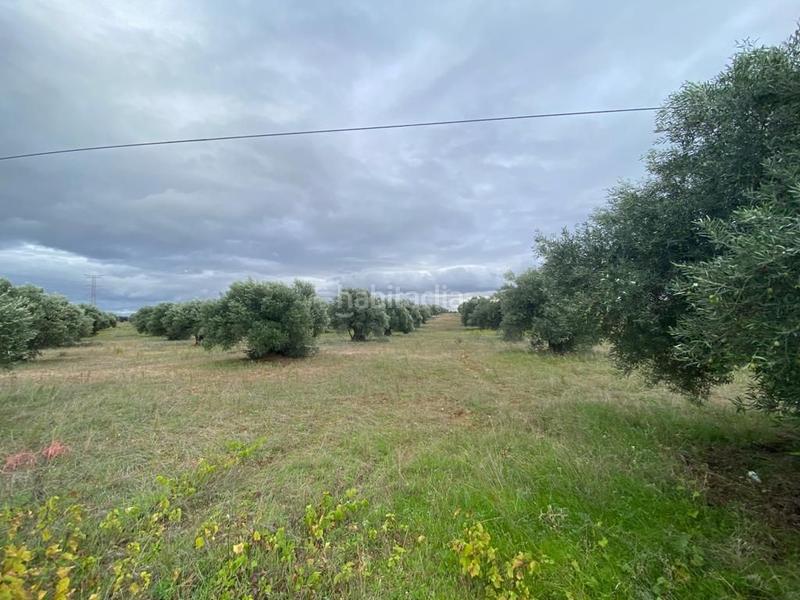 Foto b7f6696b-3ceb-401c-86f2-a62991c38058. Casale in Villa del Prado