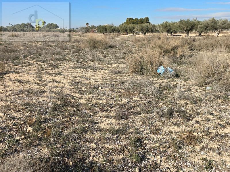 Foto 0efdd5d0-b524-4a73-ba98-496cc8383c22. Alquiler finca rústica en camino de los quiles 160 en Elche / Elx