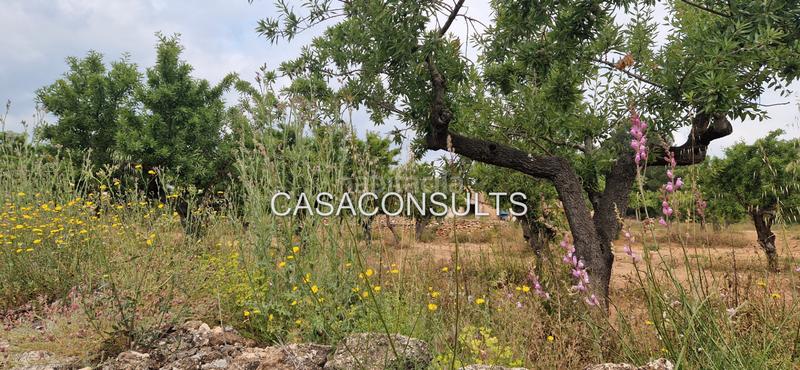 Foto c4cb2881-dc95-4863-b2c7-ed785ed27855. Mas dans Useres (les)
