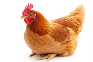 Fondo rustico in Vial camino 16. Huerto junto rio ripoll