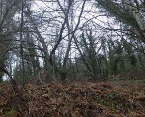 Finca rústica a Salceda de Caselas