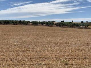 Rural plot in Villamayor de Santiago