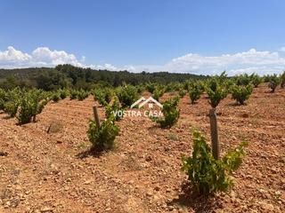 Rural plot in Dieciseis