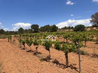 Rural plot in Hoyo huesos