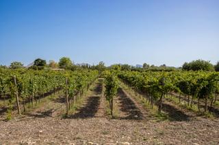 Xalet a Ciutat d´Alcúdia. Exclusiva finca a la venta en pollensa con vistas a la sierra