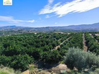 Finca rústica a Cañadas de San Pedro. Parcela con plantacion de limoneros en plena produccion