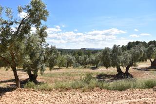 Masia a Torre del Compte