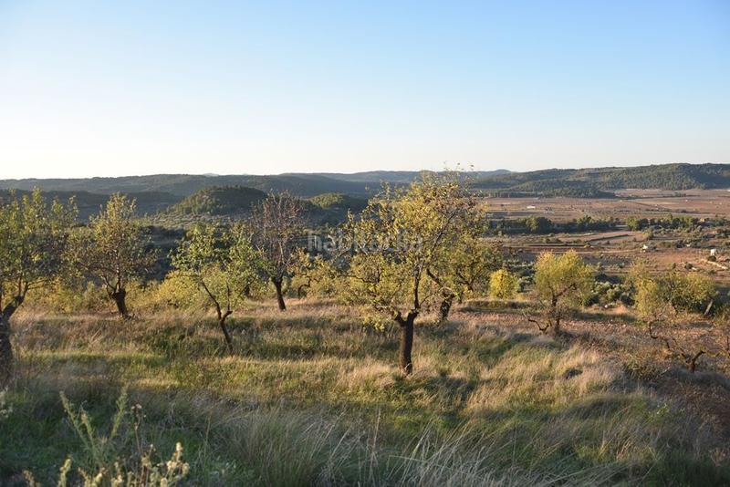 Foto 3b70bef8-91ad-41b8-a848-af8110ff0a6e. Finca rústica en Caseres