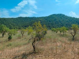 Finca rústica a Arens de Lledó
