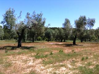 Finca rústica a Arens de Lledó