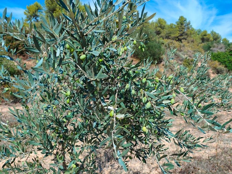 Foto 3f62326a-1ffb-48d5-b1fa-8fea8f44ff2a. Finca rústica a Horta de Sant Joan