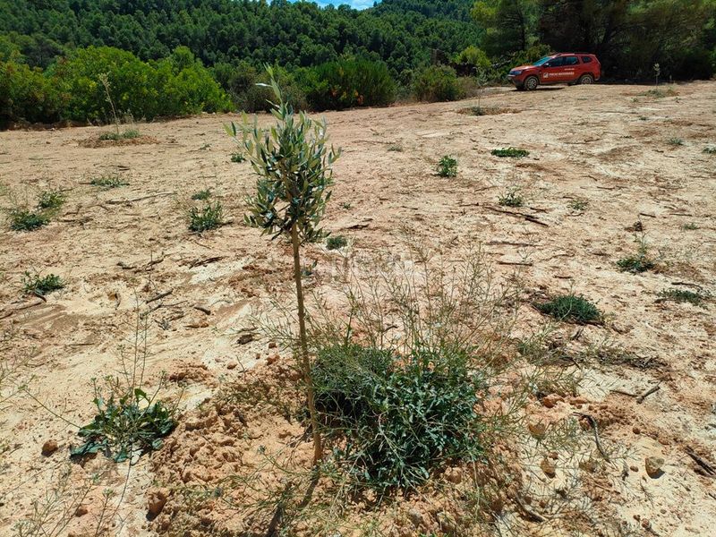 Foto a6fccf6b-1e23-4c0a-bd8d-bd614fb1cf14. Finca rústica a Horta de Sant Joan