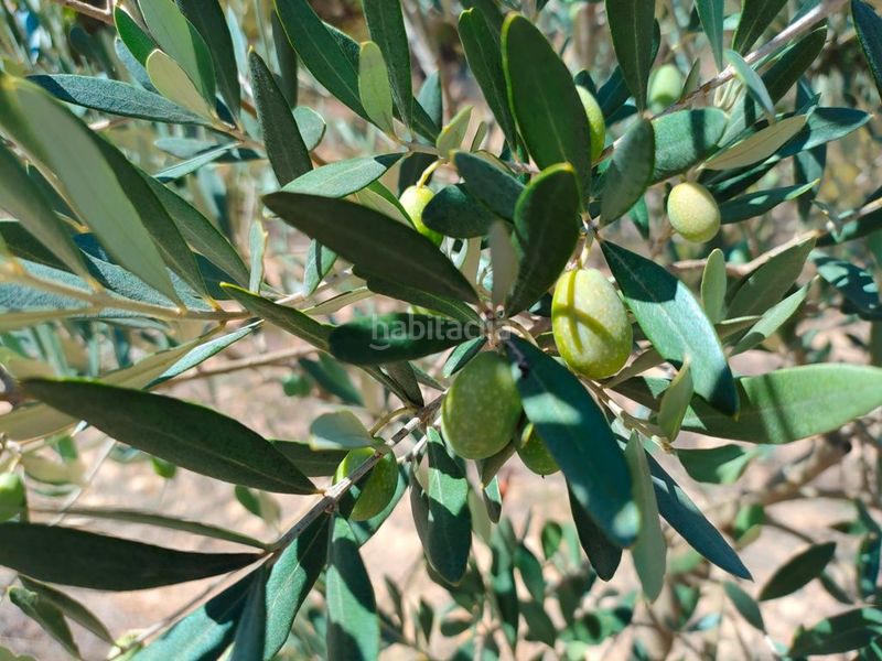 Foto eaac94b0-dc2a-44be-a97a-ac35167fb4c6. Finca rústica a Horta de Sant Joan