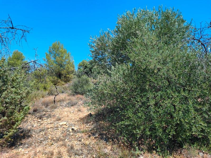 Foto 3c8a4035-0de2-44ff-8140-62a954de364b. Finca rústica en Valderrobres