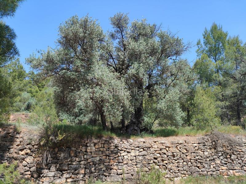 Foto 0534a876-e76e-47ec-b9b1-898d06667b02. Finca rústica a Portellada (La)