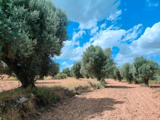 Finca rústica a Calle bajo muela 37