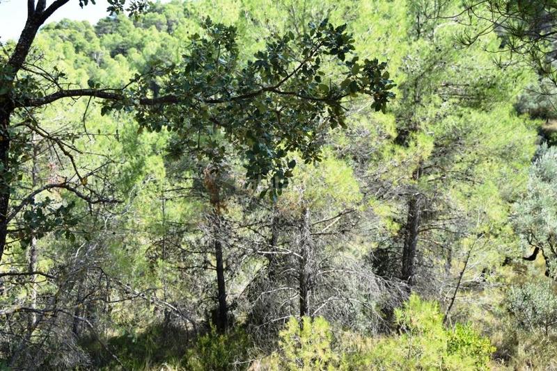Foto aadb6697-d1e3-4ebb-9472-fe80a31245e4. Finca rústica en Lledó