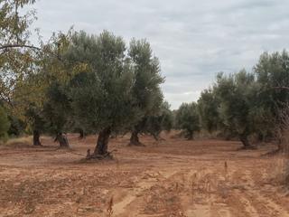 Finca rústica a Fresneda (La)