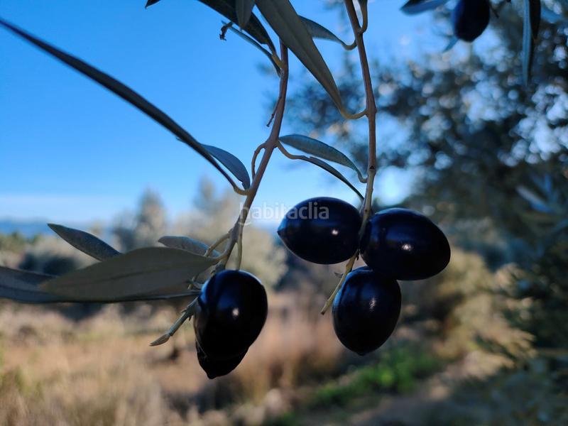 Foto 065c98a8-1917-4288-9fda-ef26fd6166a7. Fondo rustico in Fresneda (La)