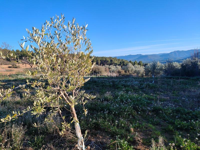 Foto 6f4e3775-9fcf-45dd-ab84-de3f1c3b6721. Fondo rustico in Fresneda (La)