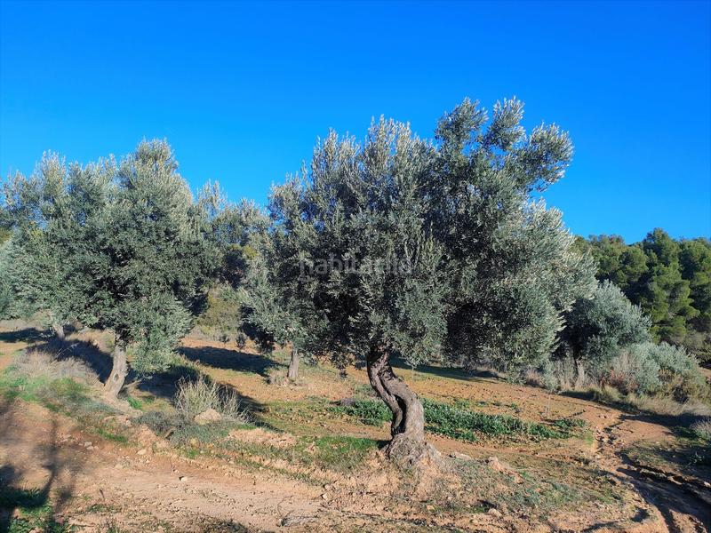 Foto cc8ec85b-7183-41b6-90e6-2f666bea959c. Fondo rustico in Fresneda (La)