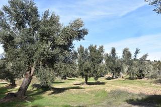 Finca rústica a Mazaleón