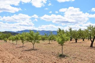 Finca rústica a Arens de Lledó
