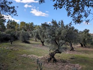 Fondo rustico in A-1413 4