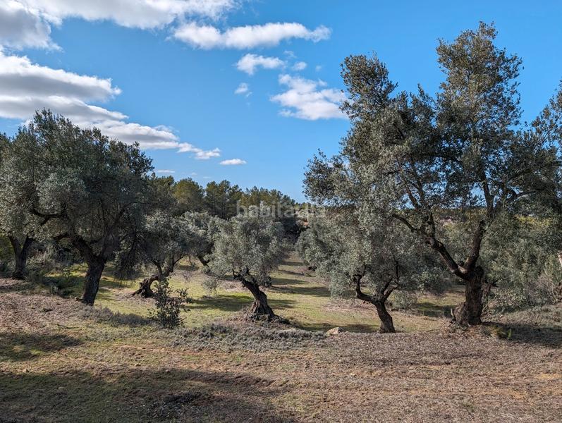 Foto 208720b6-d086-4cb2-885e-e74b375764a3. Finca rústica a a-1413 4 a Arens de Lledó