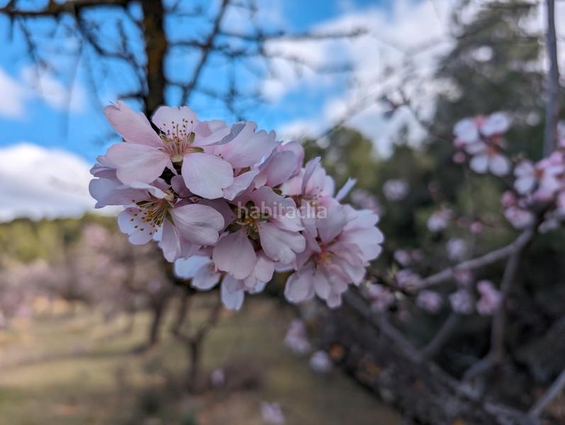 Foto 63c27e43-1aa9-4524-b316-ac611cda5c0f. Finca rústica a a-1413 4 a Arens de Lledó