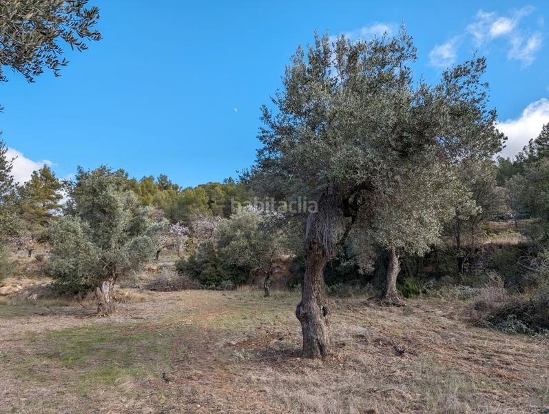 Foto 7d3e690d-e477-4b9d-ad96-cbd3bf33f725. Finca rústica a a-1413 4 a Arens de Lledó