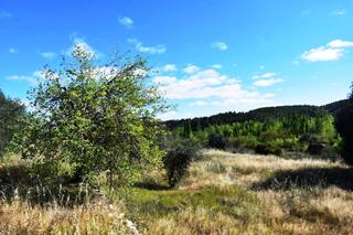 Rural plot in Torre del Compte
