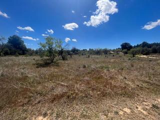 Finca rústica a Arens de Lledó. Terreno a recuperar