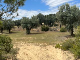 Propriété à Cretas. Finca de olivos en producción