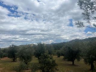 Propriété à Cretas. Finca de olivos en barrancos
