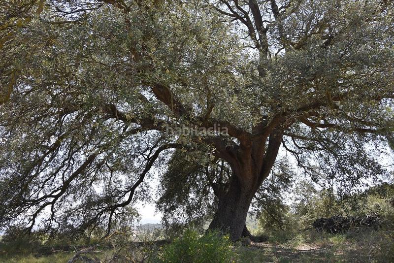 Foto a47de782-75a4-4182-85dc-90f7836a3889. Finca rústica  con masía en Lledó