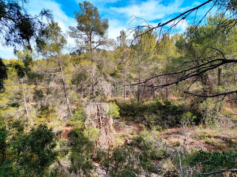Foto 99b08a80-3fa5-488b-b1ea-fc60e8c673a1. Finca rústica a Valderrobres