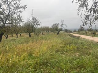 Finca rústica a Avenida virgen de gracia 17b. Finca rústica en la fresneda