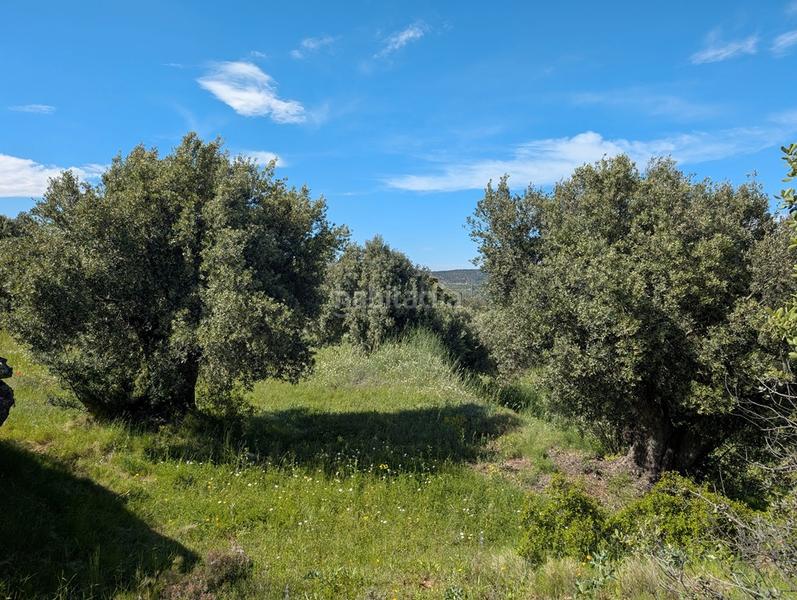 Foto 44f21b3c-8a9d-4539-9069-563bde92928a. Finca rústica a avenida virgen de gracia 17b a Fresneda (La)