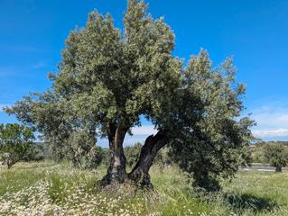 Finca rústica a Avenida virgen de gracia 17b. Finca rústica en la fresneda