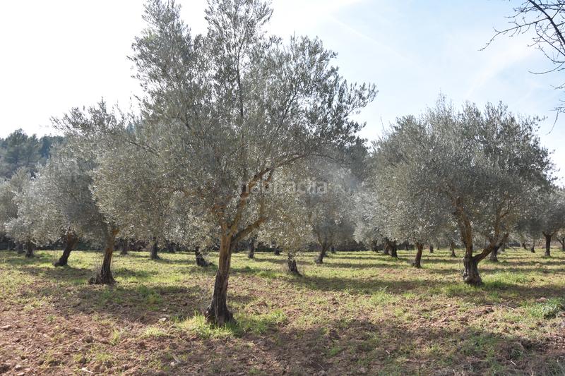 Foto 18a121f2-5894-4a2e-8ab6-4c3903b350f4. Finca rústica a n/a a Fresneda (La)
